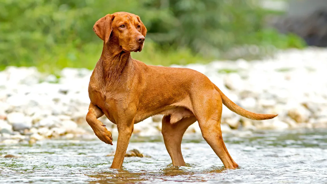 Wirehaired Vizsla